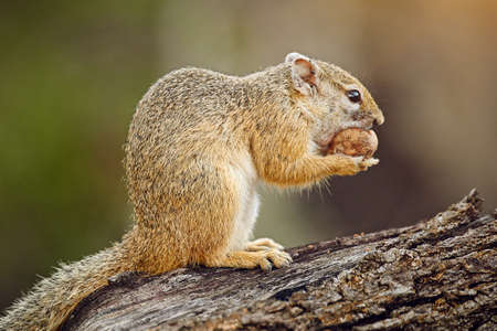 Squirreling away his nuts. Shot of a squirrel eating a nut out in the african bush.