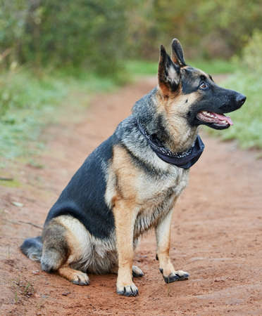 Dogs lives are too short. Their only fault, really. Shot of an adorable german shepherd sitting in a forest.の写真素材