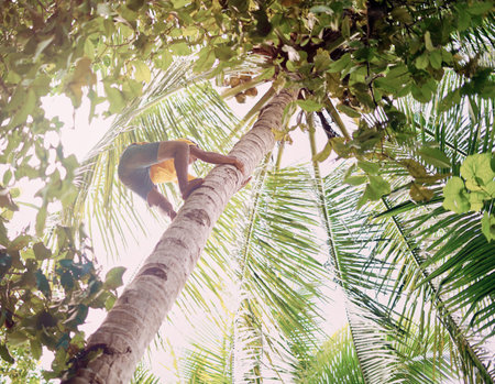 The tastiest ones are up there at the top. Low angle shot of a young man climbing up a coconut palm tree in Raja Ampat, Indonesia.の写真素材