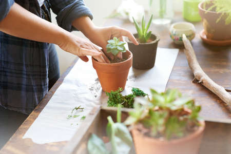 Putting her green thumbs to use. Cropped shot of a woman planting succulent plants into pots at a table.の写真素材