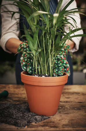 Add more life and freshness to your home. Cropped shot of an unrecognizable florist arranging a pot plant inside her plant nursery.の写真素材
