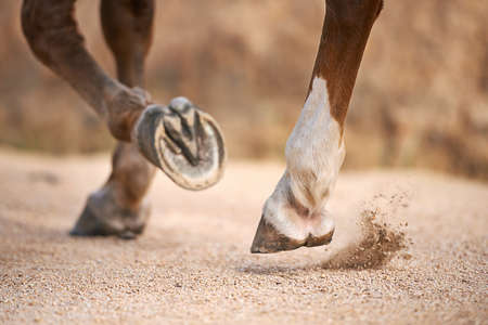 Trotting along.... Cropped images of a horses hooves while trotting.の写真素材