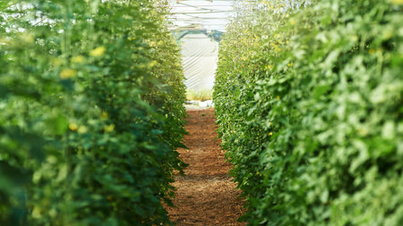 The perfect environment for growing healthy plant life. Still life shot of plants and crops growing inside a greenhouse.の写真素材