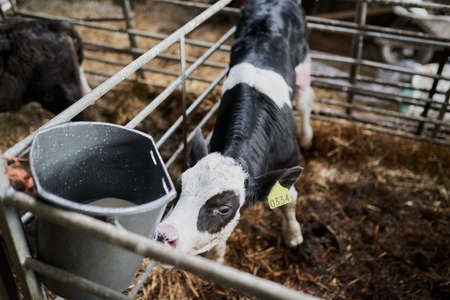 Well hello there little one. Shot of a young dairy cow calf gently walking around in a livestock pen while eating grass on a farm.の写真素材