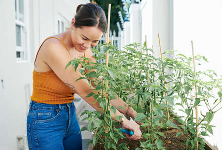 Nothing beats fresh herbs from the garden. Shot of an attractive young woman standing alone outside and gardening during the day.の写真素材