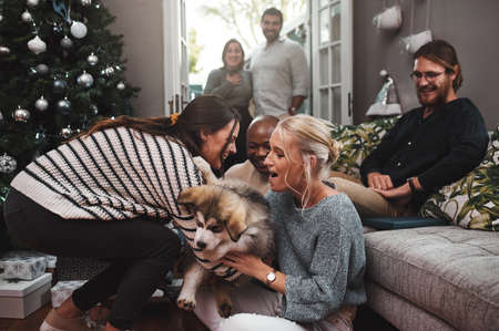 Its so fluffy. Cropped shot of a group of cheerful friends hanging out together with a puppy in the living room at home during christmas time.の写真素材