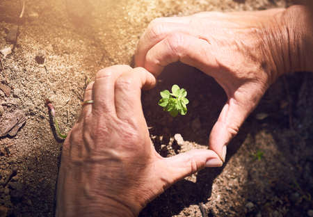 I heart the environment. Cropped shot of a woman making a heart shape around a plant sprouting from soil.の写真素材