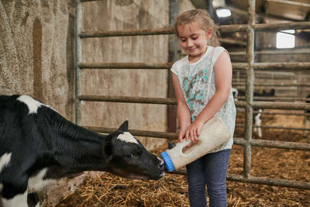 Caring for cattle. Cropped shot of an adorable little girl feeding a calf in a dairy farm.の写真素材