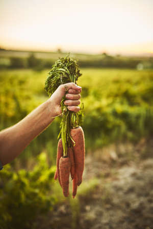 Living off the land. Unrecognizable shot of a hand holding a bunch of carrots with green vegetation...