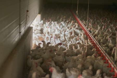 How am I suppose to move around in here. Shot of a large flock of chicken hens all together in a big warehouse on a farm.の写真素材