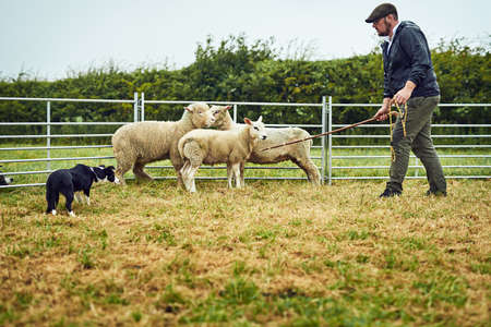 Steady now. Shot of a focused young farmer and his dog approaching three stressed out sheep to try...