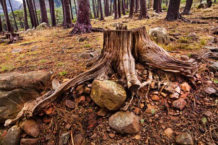 Focus on deforestation. Shot of a cut down tree in the forest.