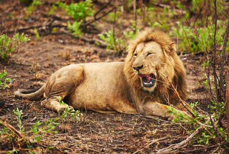 Meet the king. Full length shot of a lion on the plains of Africa.の写真素材