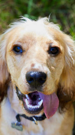 Dogs are our link to paradise. Portrait shot of an adorable cocker spaniel puppy with its tongue out...