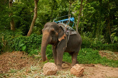 Longing to be free. Shot of an asian elephant with a seat tied to its back.の写真素材