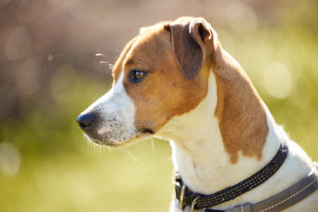 Such a handsome little fellow. Cropped shot of an adorable young Jack Russell sitting outside on a field.の写真素材