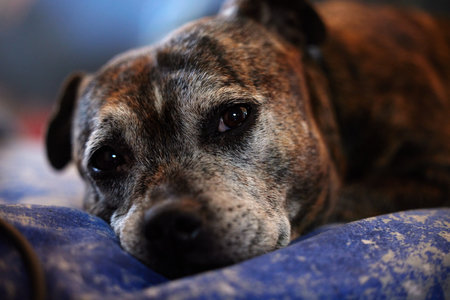 Dogs ask for so little but deserve so much. Shot of an adorable dog at home.