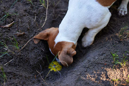 Whats down here. High angle shot of an adorable young Jack Russell digging a hole in the ground...