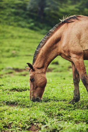The farm has everything he needs. Cropped shot of a horse eating grass on a farm outside.の写真素材
