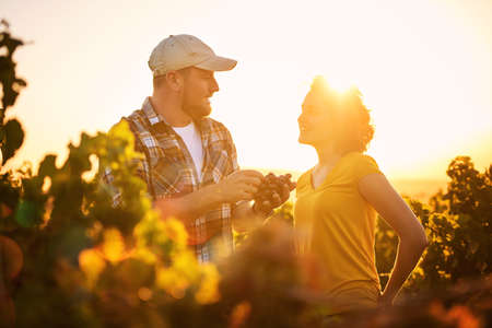 This is my best crop in years. Shot of two young winemakers examining the grapes in their vineyard together.の写真素材