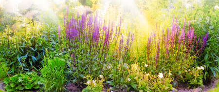View of vibrant purple foxglove flowers blossoming, growing in remote field or home garden. Group of delicate, fresh summer plants blooming nature. Colourful flower also known as ladys gloveの写真素材