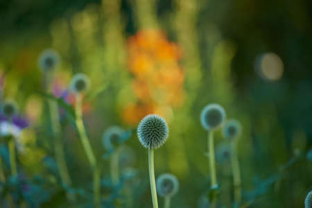 Blue Globe Thistle Flowers, Echinops and stalwart perennial blossoming in park in nature. Bunch of wild flowers growing and blooming in a field in summer. Beautiful flowering plant budding in a gardenの写真素材