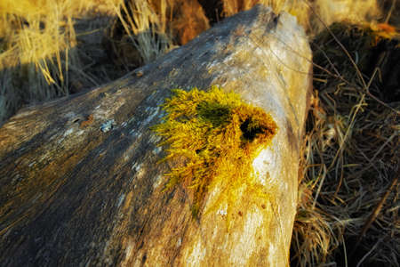 Closeup of green moss growing on the bark of a fallen tree in an empty Denmark swamp in early spring. Macro view detail of textured algae spreading, covering a wooden trunk in remote nature landscapeの写真素材