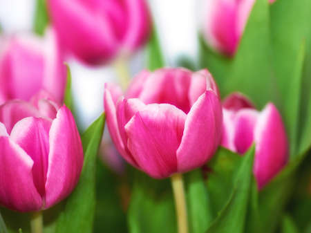 Beautiful bunch of pink tulips against blurred background. Mothers day, Valentines Day or birthday celebration concept. Closeup of pastel coloured flowers with bright green leavesの写真素材