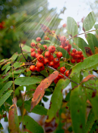 Close up of Pyracantha red berries in autumn. Branch of pyracantha or Firethorn cultivar Orange Glow...