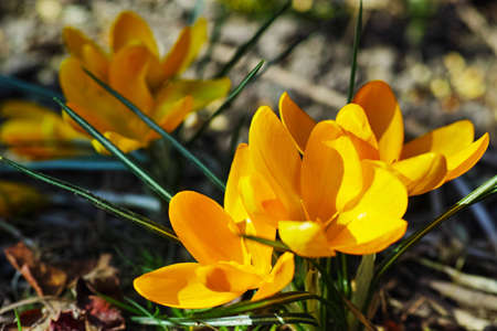 A portrait close-up of beautiful fresh bloomed flowers. The first spring flowers are yellow crocuses...