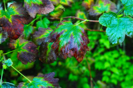 Closeup of drying ivy gourd leaves on a twig and branch outside in a home garden with a bokeh...