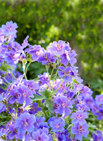 Meadow geranium flowers in a green forest in summer. Purple plants growing in a lush botanical...