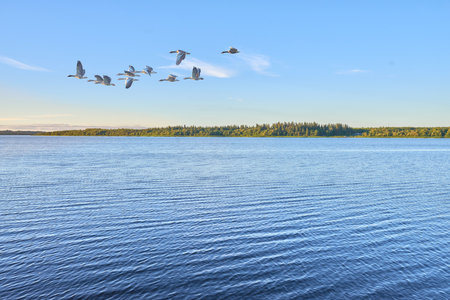 Spring photo of flying seagull over water in the dusk. A flock of birds flies over the blue rippling sea water to fish in a clear sky. A serene landscape view of a congregation of .seagull flyingの写真素材