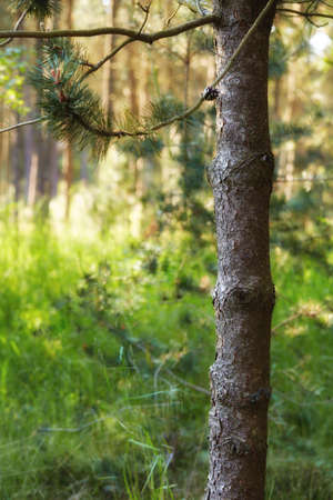 Closeup trunk of a pine tree growing in the forest on a summer day in Denmark. Peaceful natural landscape in the wild. Tree bark texture and lush green grass growing in a remote location in natureの写真素材