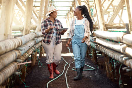 Happy farmers walking through a greenhouse. farmers talking, using a digital tablet. African american farmers talking. Smiling farm workers walking through a garden. Farmers using a digital device.の写真素材