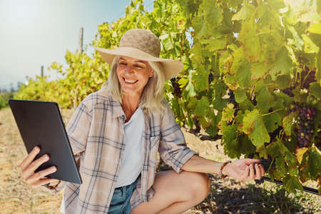 One senior farmer picking fresh red grapes off a plant in a vineyard while using a digital tablet. Elderly woman touching crops and produce on wine farm in summer. Checking fruit for harvest on farmの写真素材