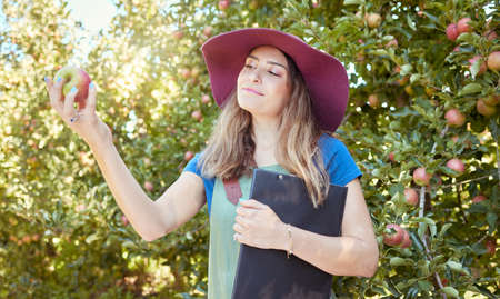 Female farmer inspecting produce on an apple farm standing in an orchard on a sunny day with a clipboard to take notes. Young farm worker holding fruit during harvest season. Organic agricultureの写真素材