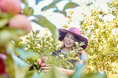 Young joyful woman picking apples from a tree. Cheerful female grabbing fruits in an orchard during...