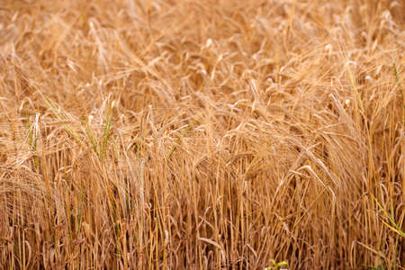 Closeup of wheat growing on a farm on a sunny day outdoors. Detail and texture of golden stalks of...