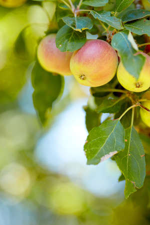 Closeup of red and yellow apples growing on a tree branch in summer with copyspace. Fruit hanging from an orchard farm tree with bokeh and copy space. Sustainable organic agriculture in countrysideの写真素材