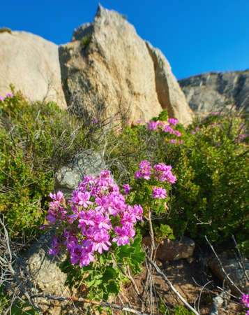 Pink wildflowers beside a hiking trail on a sunny day in Cape Town in summer. Bright malva blossoms growing on Table Mountain walking path in South Africa. Blue sky background with copyspaceの写真素材