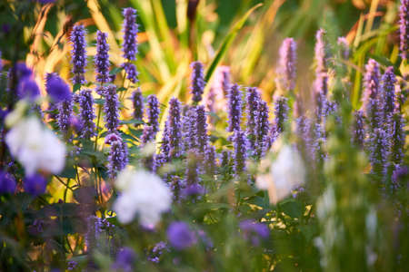 Blooming Hyssop plants in a garden. Lupine field with white flowers and mixed plants on a sunny day. Selective focus on lavender lupine plant. Summer flowering lupins and other flowers in a meadow.の写真素材