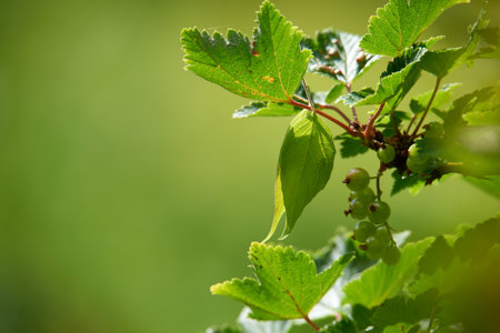 Closeup of unripe green currants on leafy branch against green blurry background in nature. Red or black berries growing in meadow in early spring. Small fruits of a wild bush outside with copyspaceの写真素材