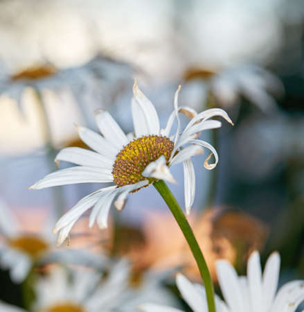 Closeup of white daisy in field of flowers outside during autumn. Zoomed in on deteriorating flower plant in the backyard garden in fall. Small beautiful little elegant wild Marguerite flowerの写真素材