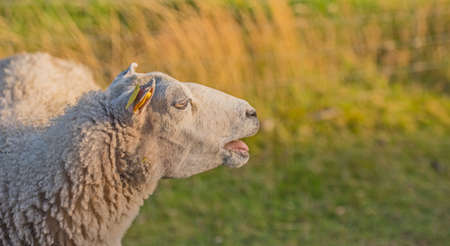 Profile of one sheep in a meadow at sunset on lush farmland. Shaved sheered wooly sheep eating grass on a field. Wild livestock in Rebild National Park, Denmark. Free range organic muttonの写真素材