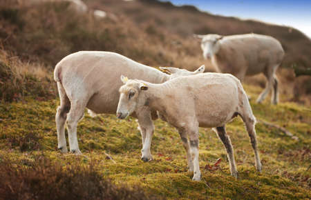 A flock of sheep in a meadow on lush farmland. Shaved sheared wooly sheep eating grass on a field. Wild livestock grazing in Rebild National Park, Denmark. Free range organic mutton and lambの写真素材