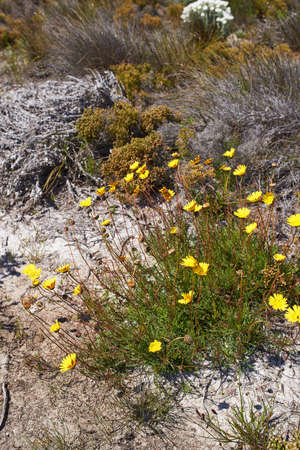 Closeup of flowering yellow daisies growing on a brown desert landscape in a national park in South Africa. A bush of fresh blossoming summer plants with sprouting on a field in a remote areaの写真素材