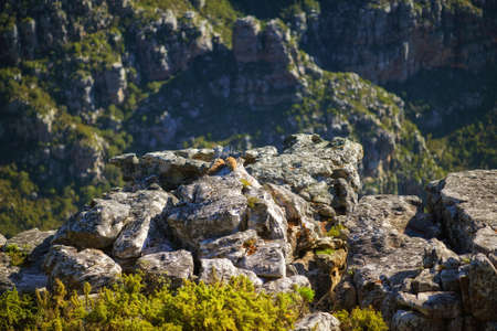 Large rocks on a mountain with lots of greenery. Closeup of rocky Lions Head mountain during summer in Cape Town, South Africa. Big stones with green shrubs and bushes near a hiking trialの写真素材