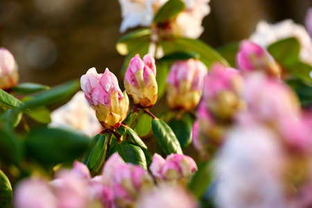 Closeup of blooming Rhododendron flowers in the garden at home. Zoomed in on blossoming group of...