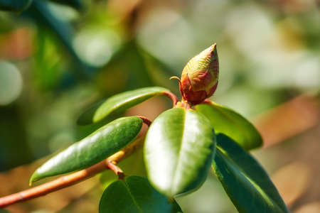 Closeup of budding Rhododendron flower in garden at home. Zoomed in on one woody plant getting ready to blossom while growing in backyard in summer. Small beautiful little elegant bud with green leafの写真素材